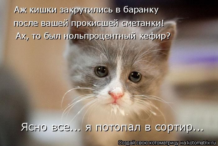 Лучшие котоматрицы недели