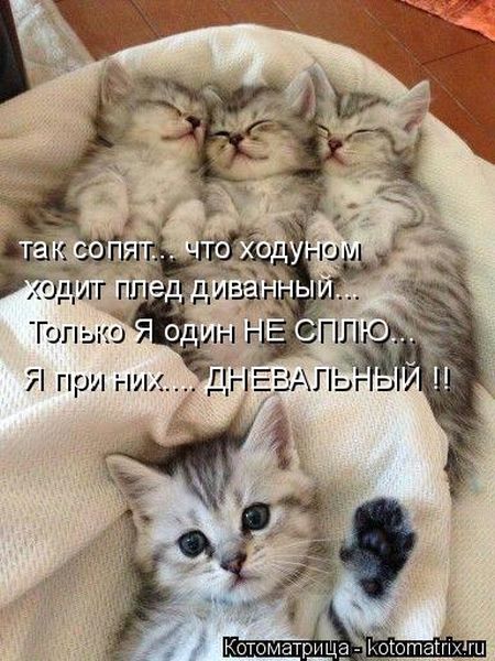 Лучшие котоматрицы недели