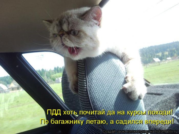 Лучшие котоматрицы недели