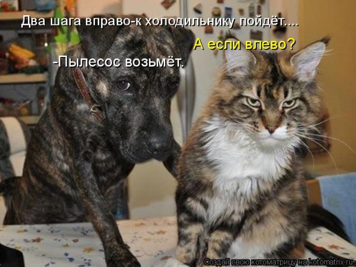 Лучшие котоматрицы недели