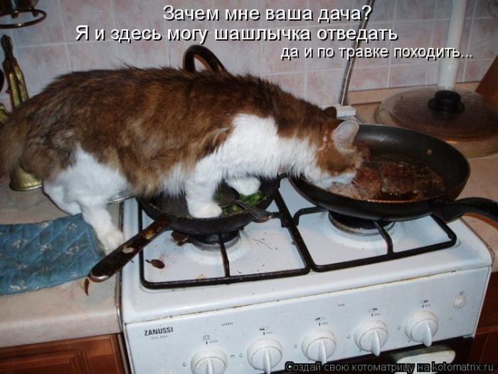Лучшие котоматрицы недели
