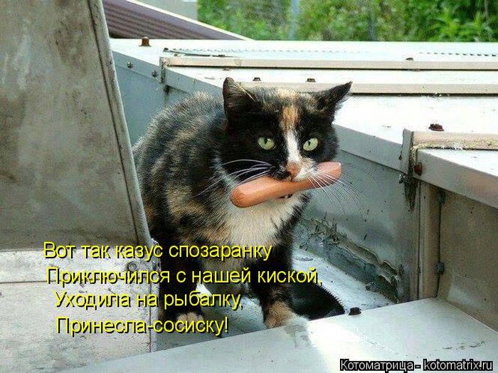 Лучшие котоматрицы недели