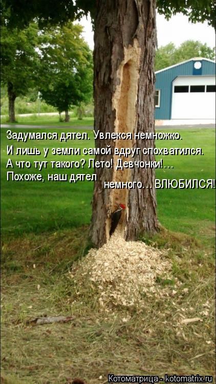 Лучшие котоматрицы недели