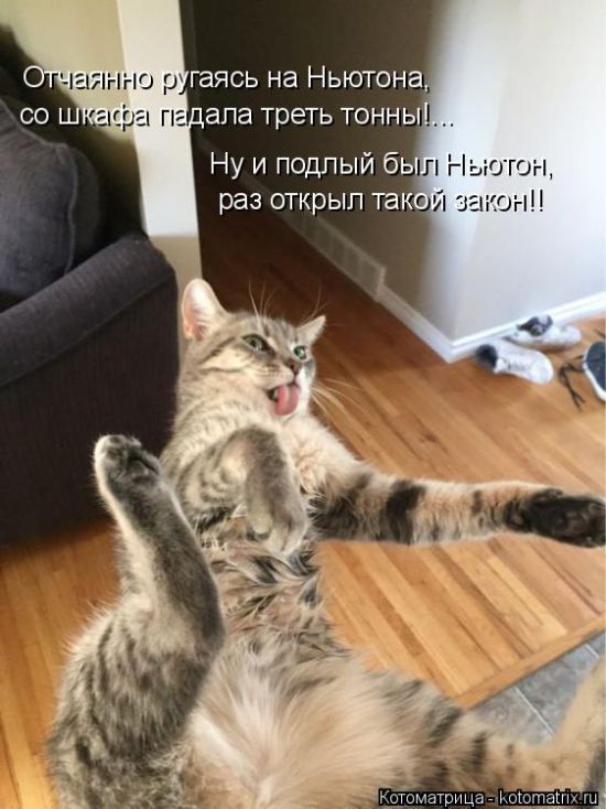 Лучшие котоматрицы недели