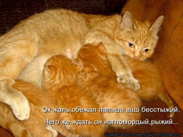 Лучшие котоматрицы недели