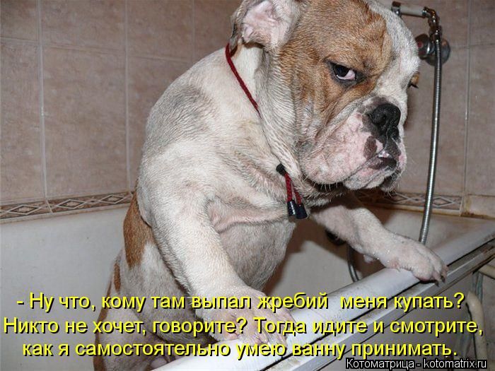 Лучшие котоматрицы недели