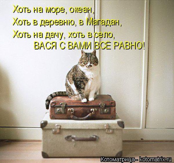 Лучшие котоматрицы недели