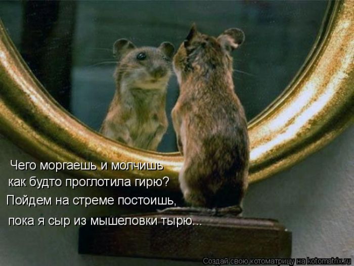 Лучшие котоматрицы недели
