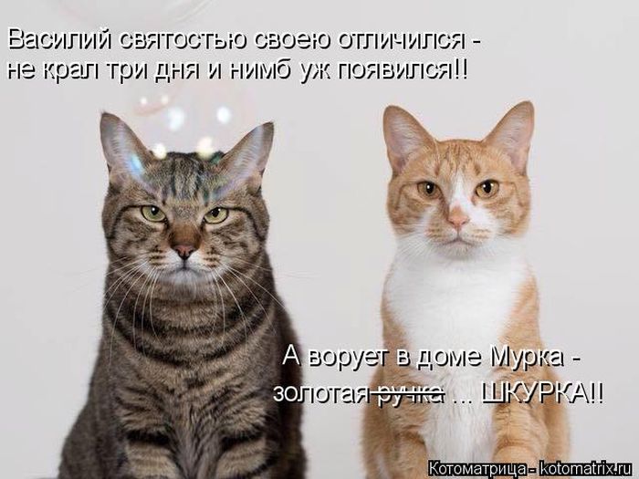 Лучшие котоматрицы недели