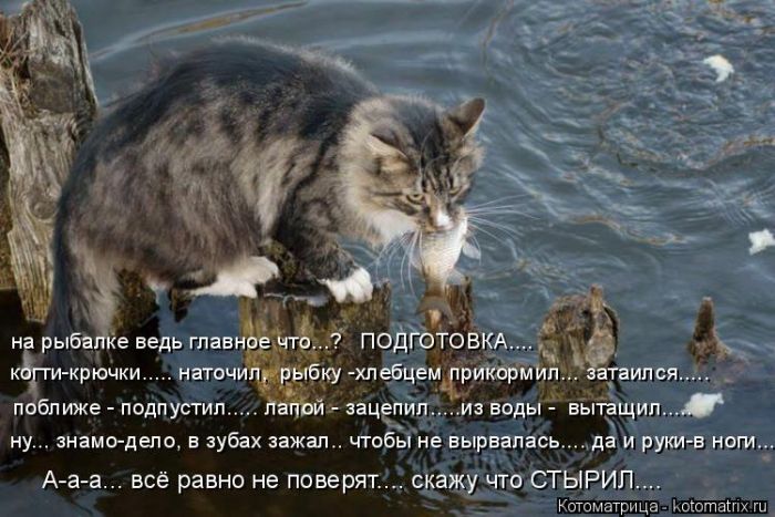 Лучшие котоматрицы недели