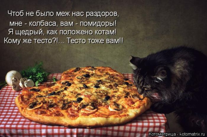 Лучшие котоматрицы недели