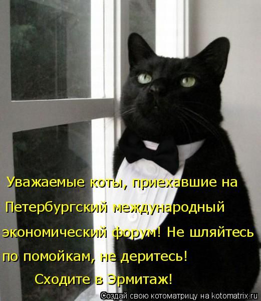Лучшие котоматрицы недели