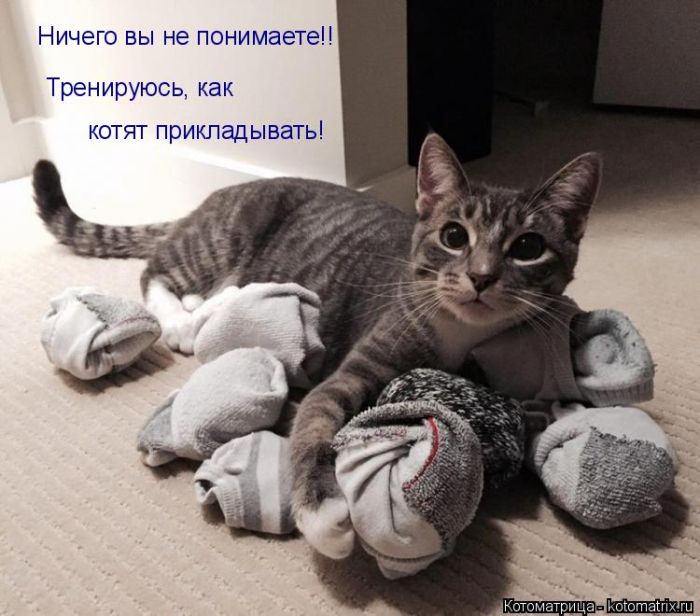 Лучшие котоматрицы недели