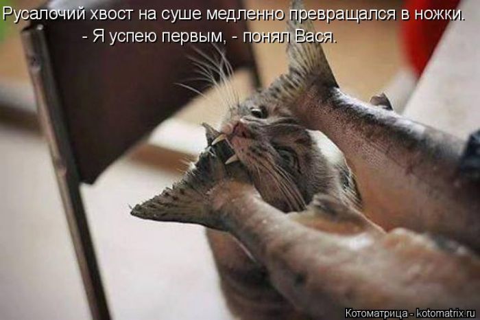 Лучшие котоматрицы недели