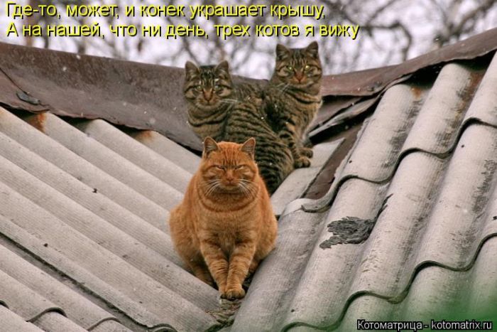 Лучшие котоматрицы недели