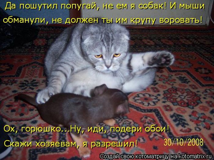 Лучшие котоматрицы недели