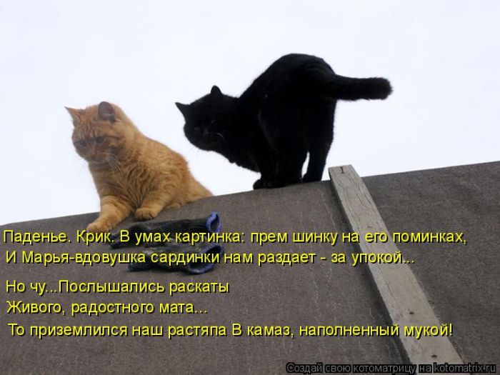 Лучшие котоматрицы недели