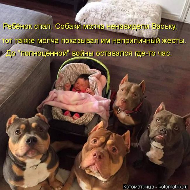 Лучшие котоматрицы недели
