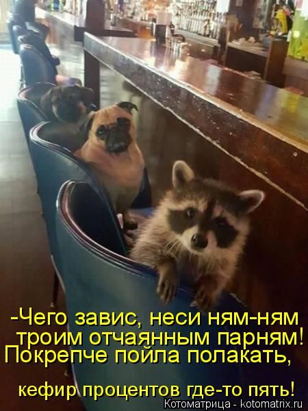 Лучшие котоматрицы недели