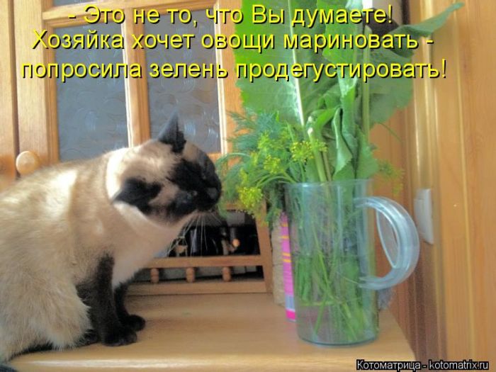 Лучшие котоматрицы недели