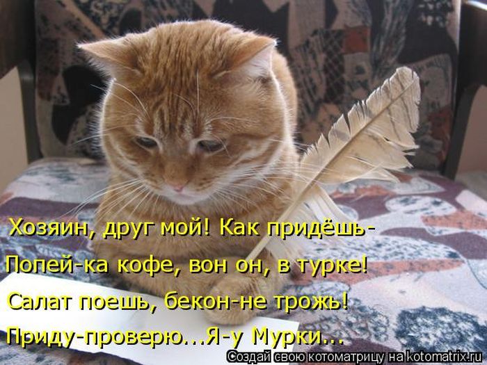 Лучшие котоматрицы недели