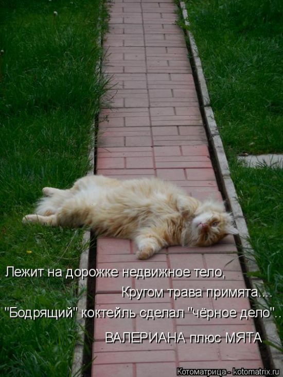 Лучшие котоматрицы недели