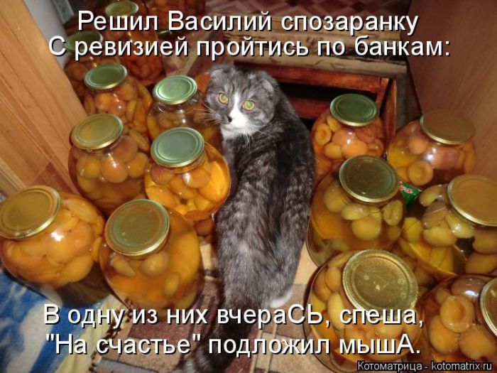 Лучшие котоматрицы недели