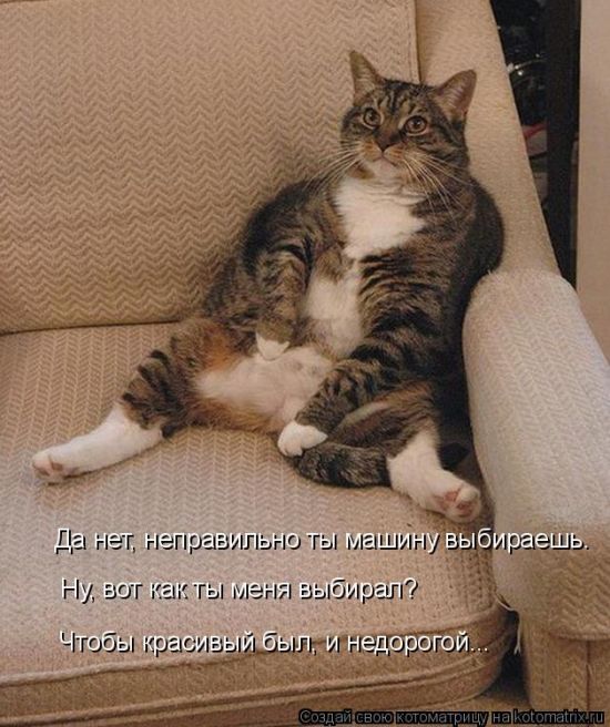 Лучшие котоматрицы недели