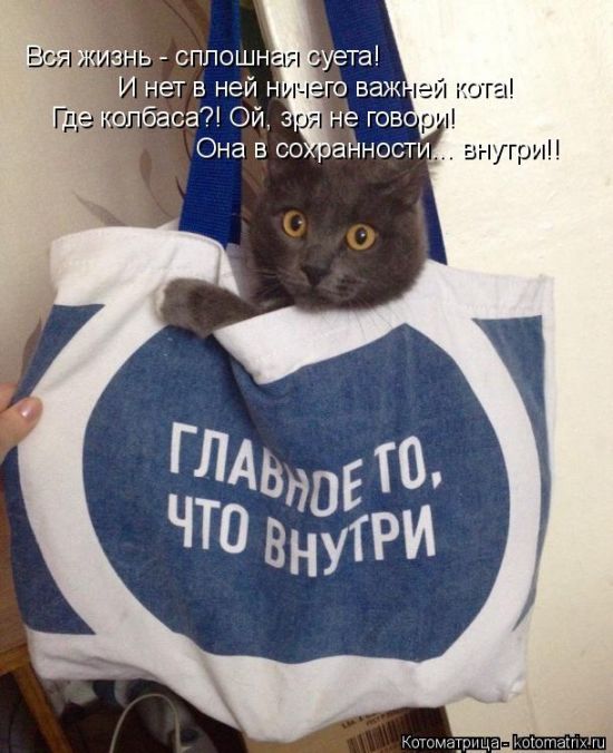 Лучшие котоматрицы недели
