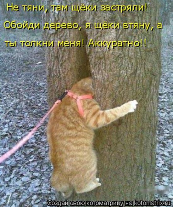 Лучшие котоматрицы недели