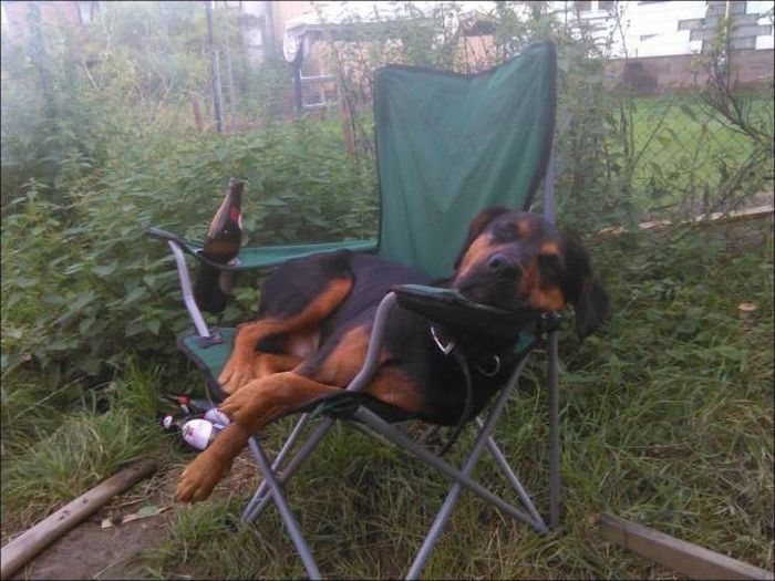 Прикольные картинки