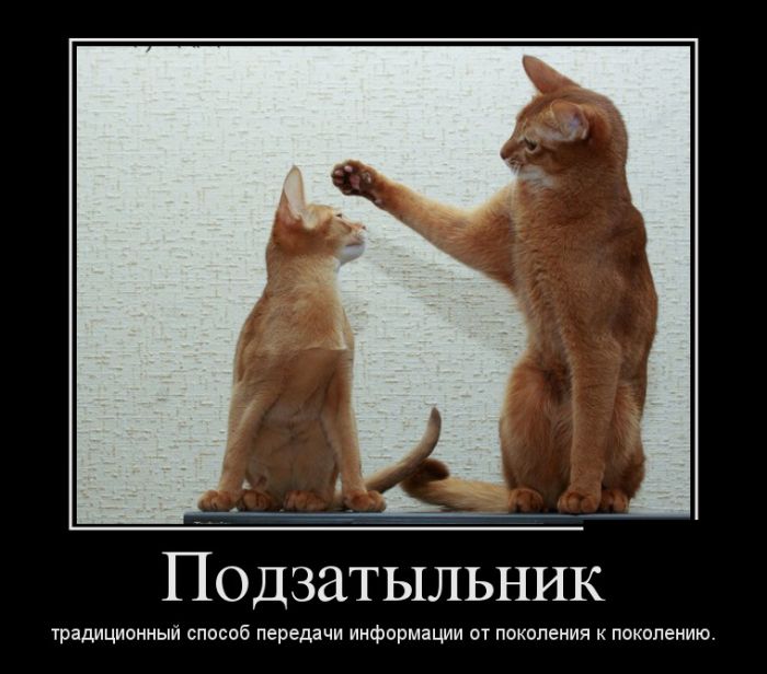 Демотиваторы