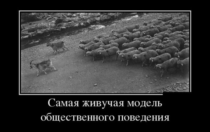 Демотиваторы