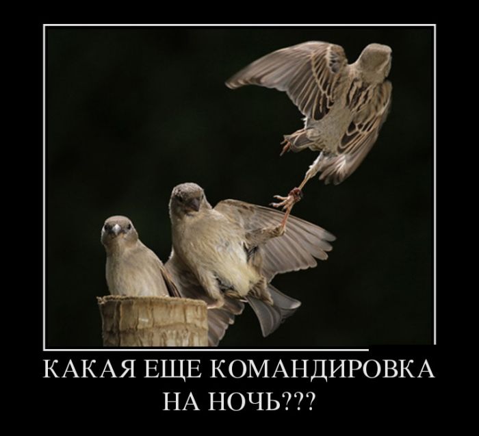 Демотиваторы
