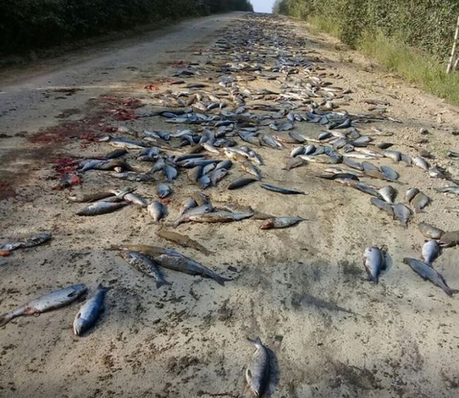 В Хабаровском крае медведи съели рыбу, высыпавшуюся из грузовика