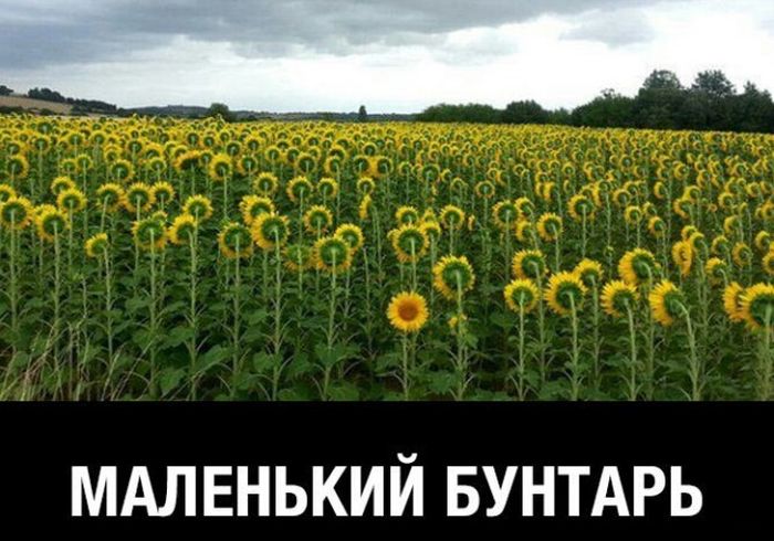 Порция картинок