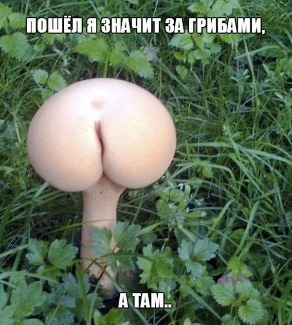 Порция картинок