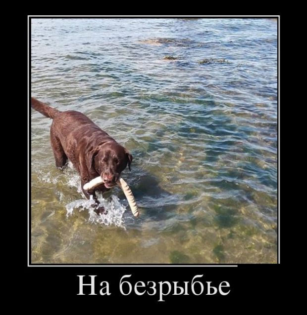 Демотиваторы