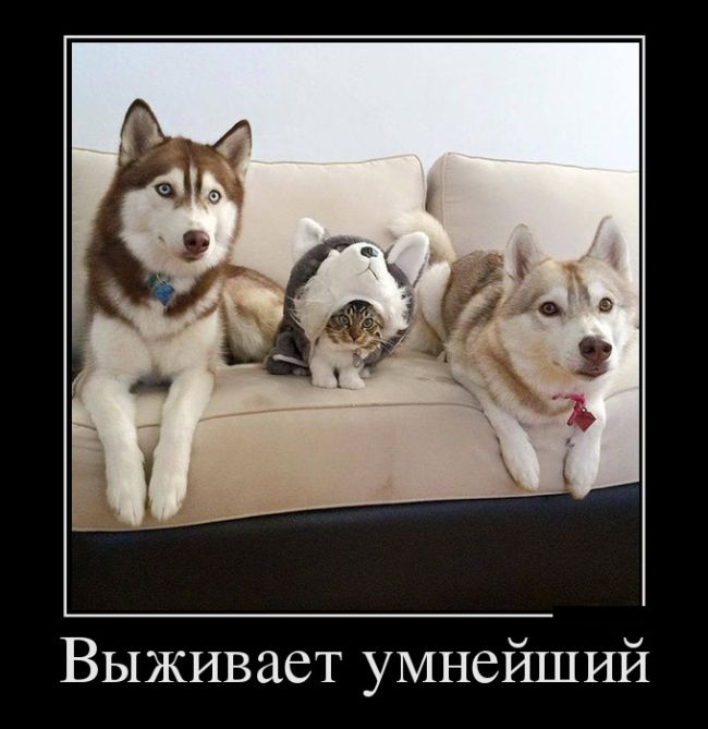 Демотиваторы