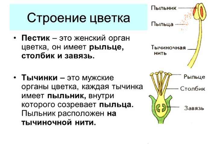 Знания из школьной программы, которые мы никогда не забудем