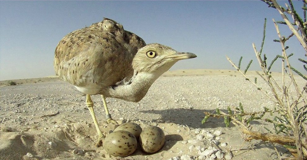 Лучшие фотографии животных прошлой недели
