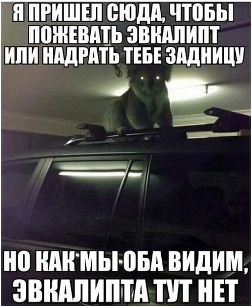 Прикольные картинки