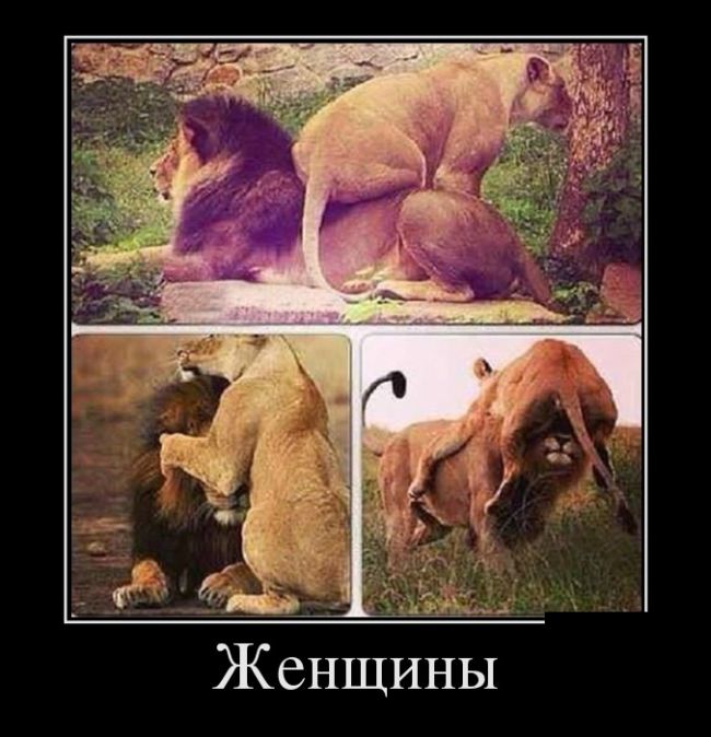 Демотиваторы