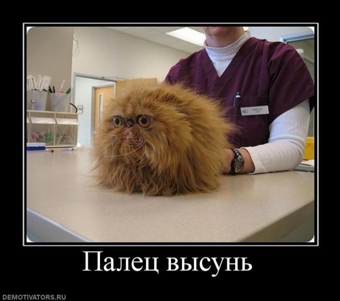 Демотиваторы (70 фото)