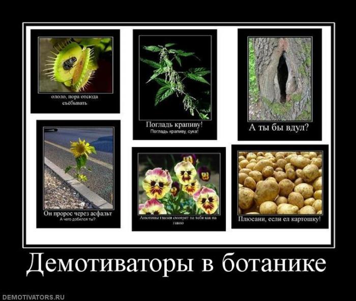 Демотиваторы (70 фото)