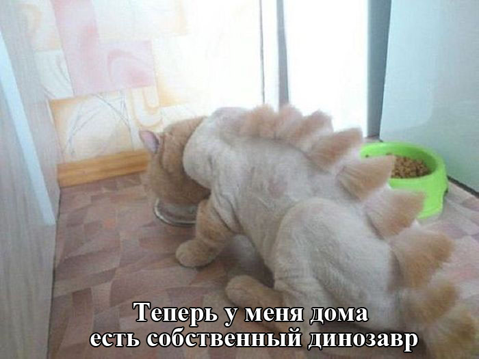Порция картинок