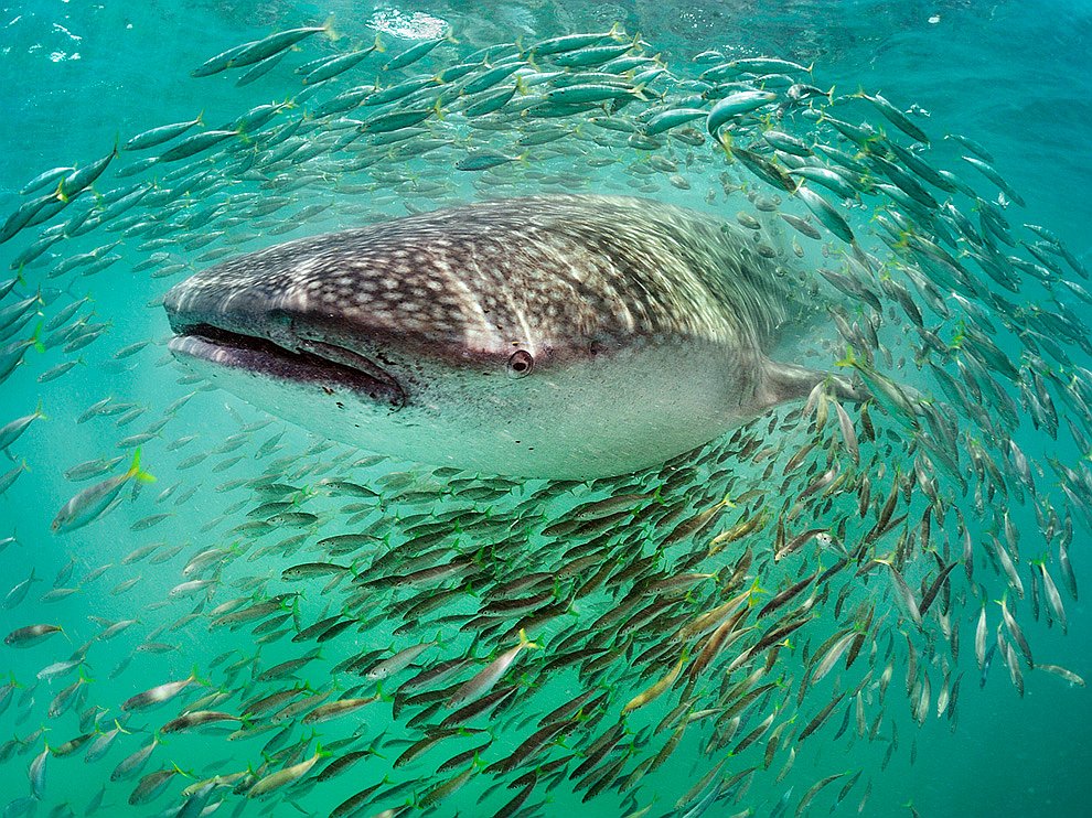 National Geographic: лучшие фотографии октября National Geographic: лучшие фотографии октября