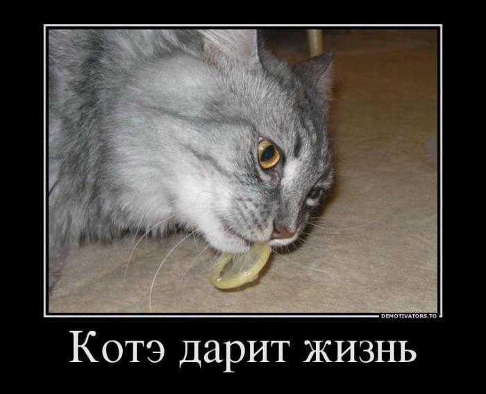 Демотиваторы (58 фото)
