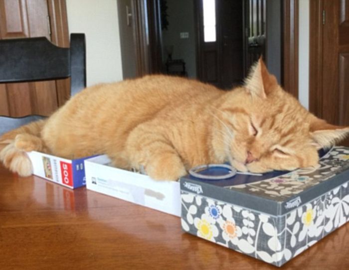Кошки и коробки