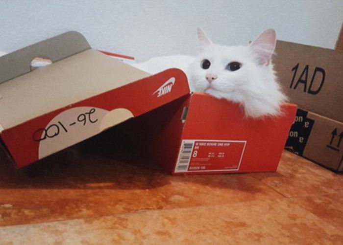 Кошки и коробки
